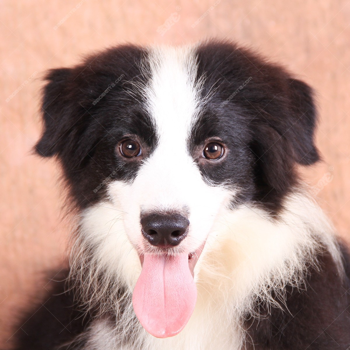 纯种边境牧羊犬幼犬狗狗出售 宠物边境牧羊犬可支付宝交易 / 公dd