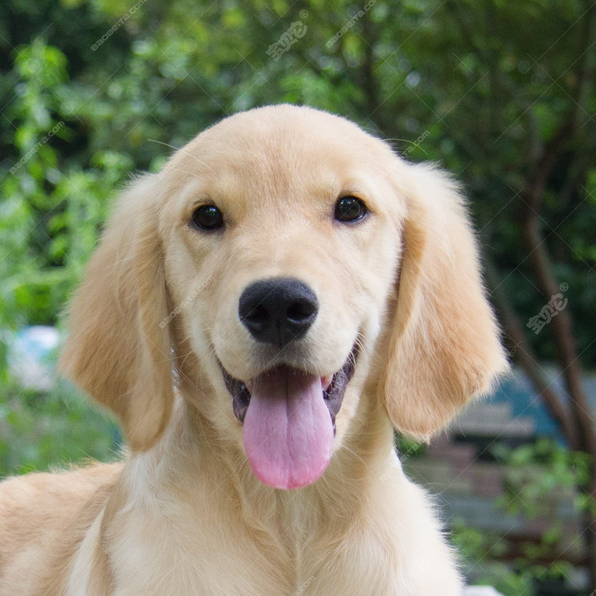 梅茜 金毛犬 /编号10102203 - 宝贝它