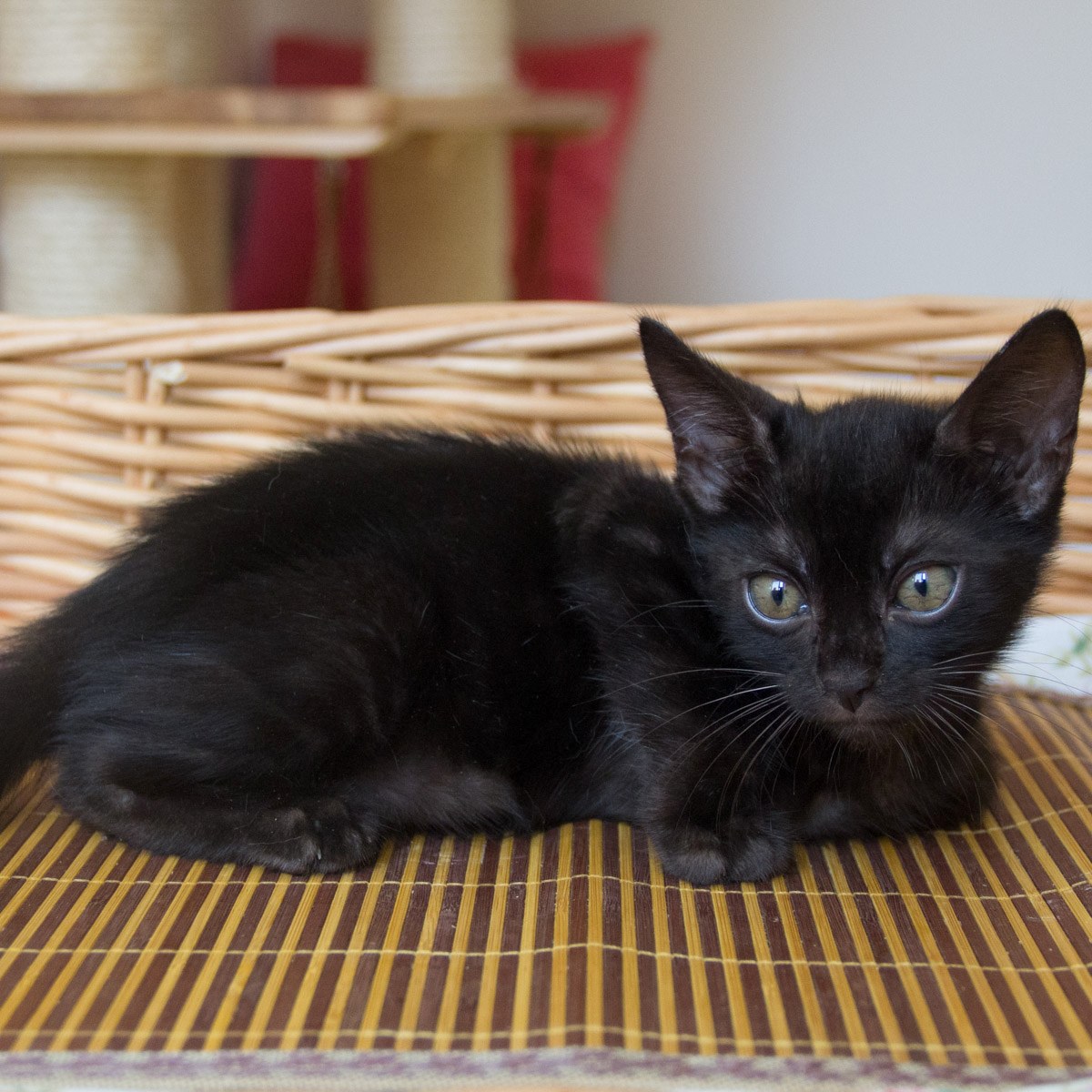 孟加拉豹猫 10107703 宝贝它-中国最专业的宠物活体商城