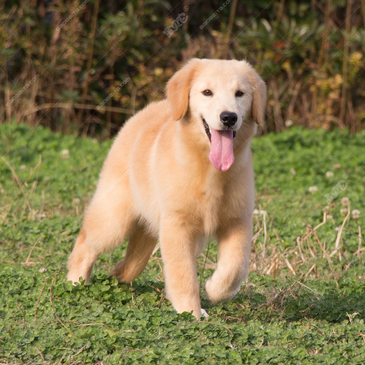 金毛寻回犬