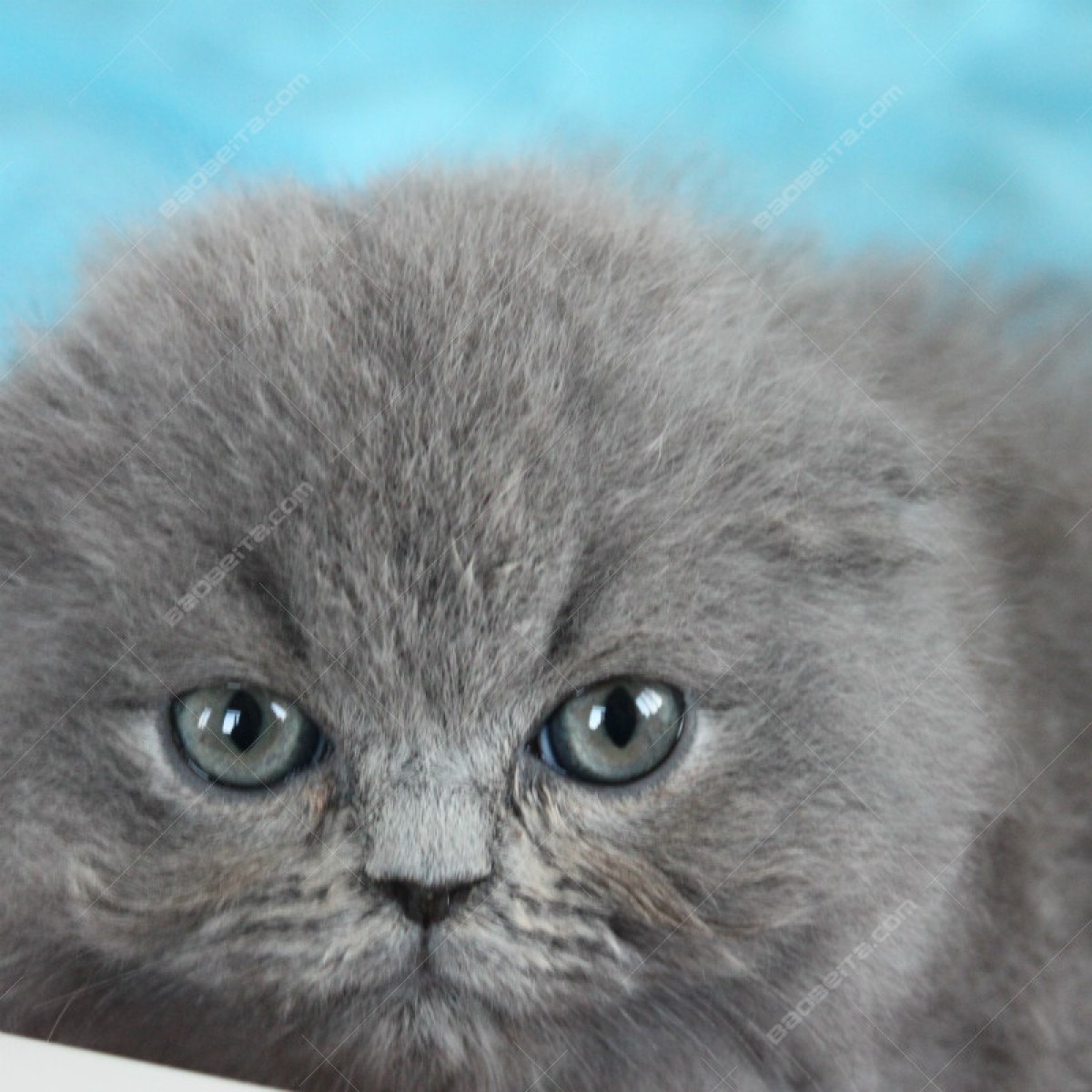 [已售] 俄罗斯蓝猫(蓝猫)/10116800