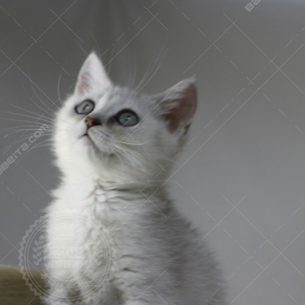 10136700 渐层英短(英国短毛猫)