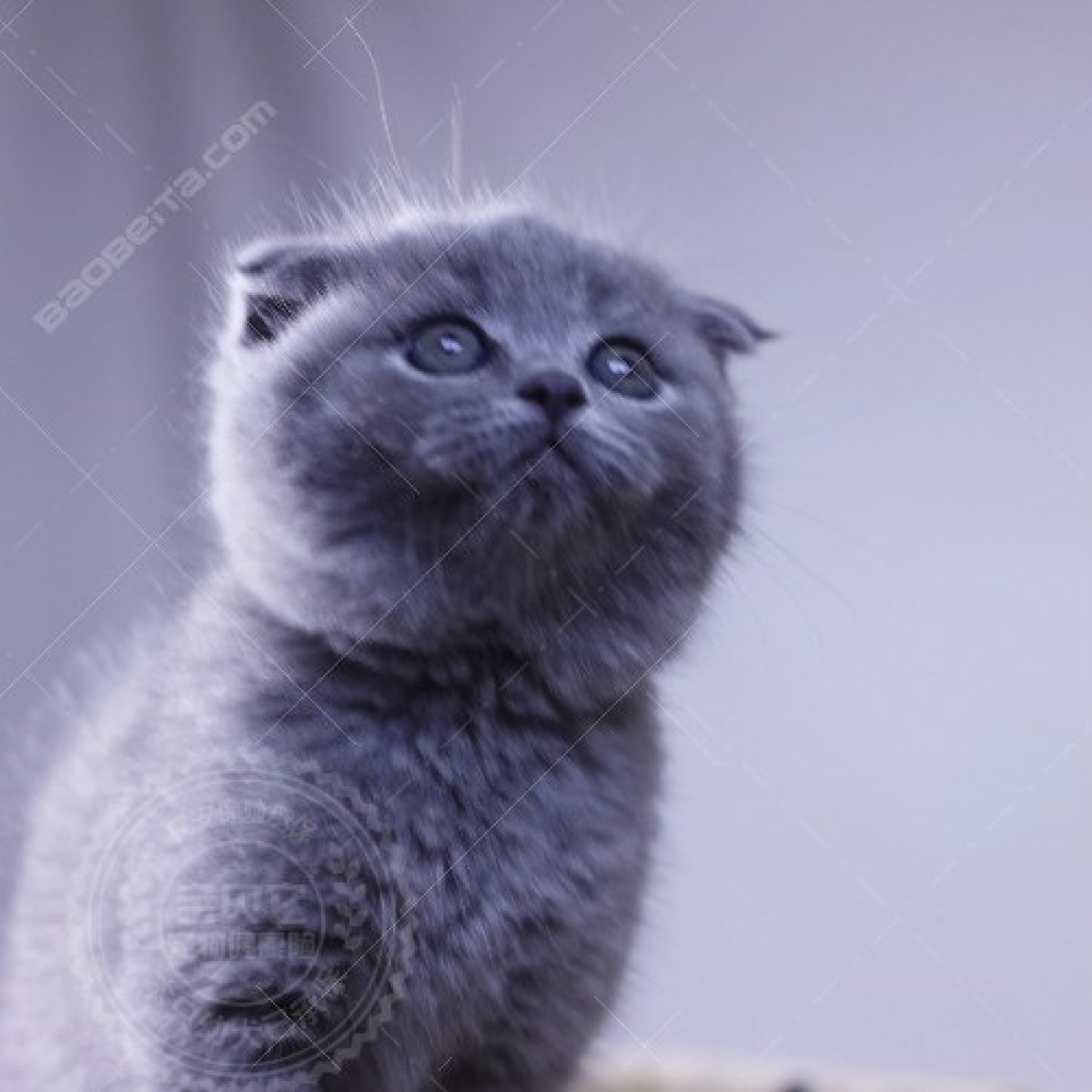 蓝猫(蓝白)