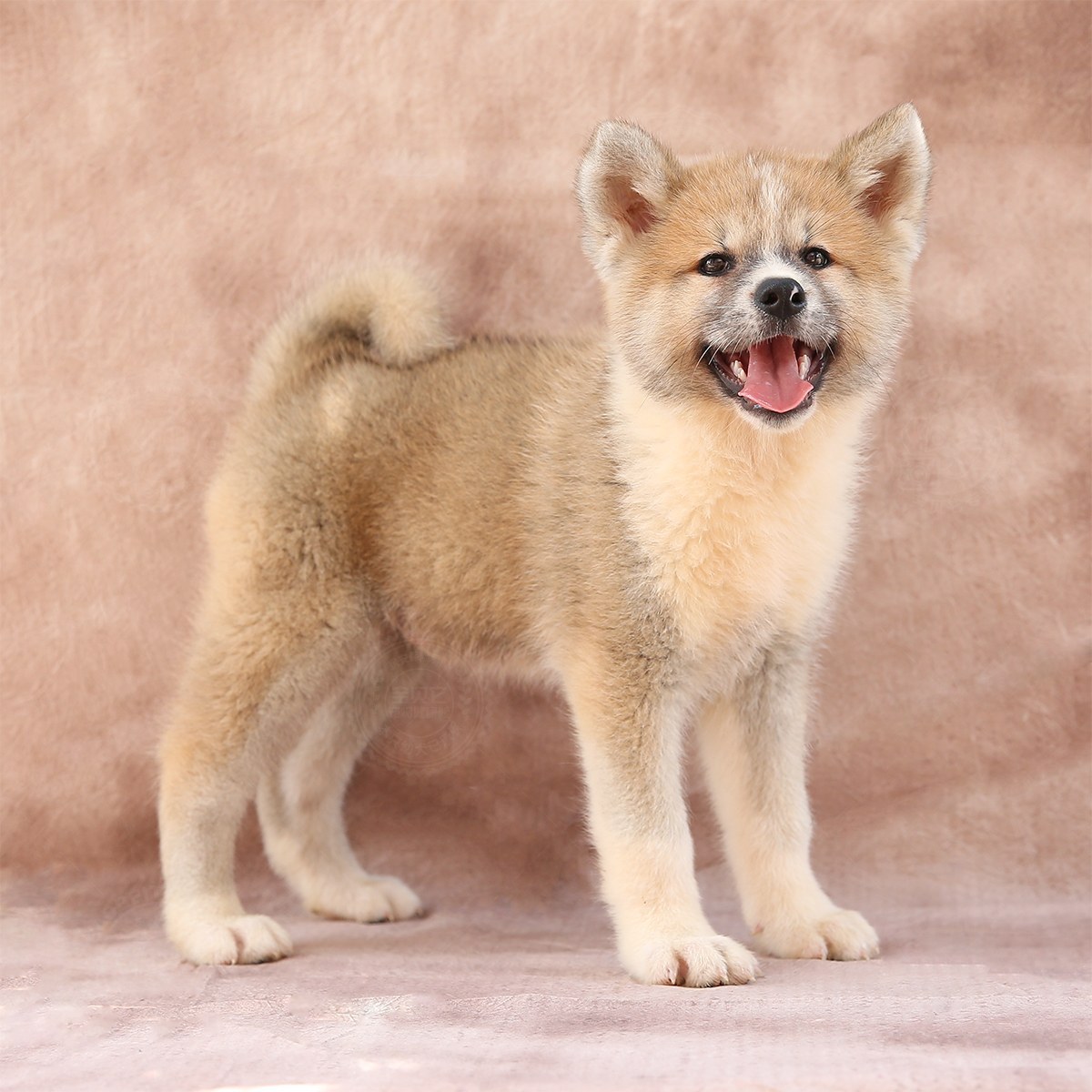 [已售] 秋田犬/公dd/1076天龄/10172300