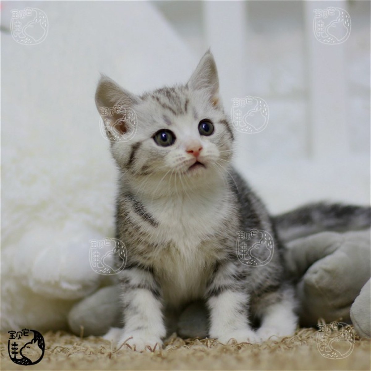 美国短毛猫 美短(美国短毛猫) /编号10205800 - 宝贝它