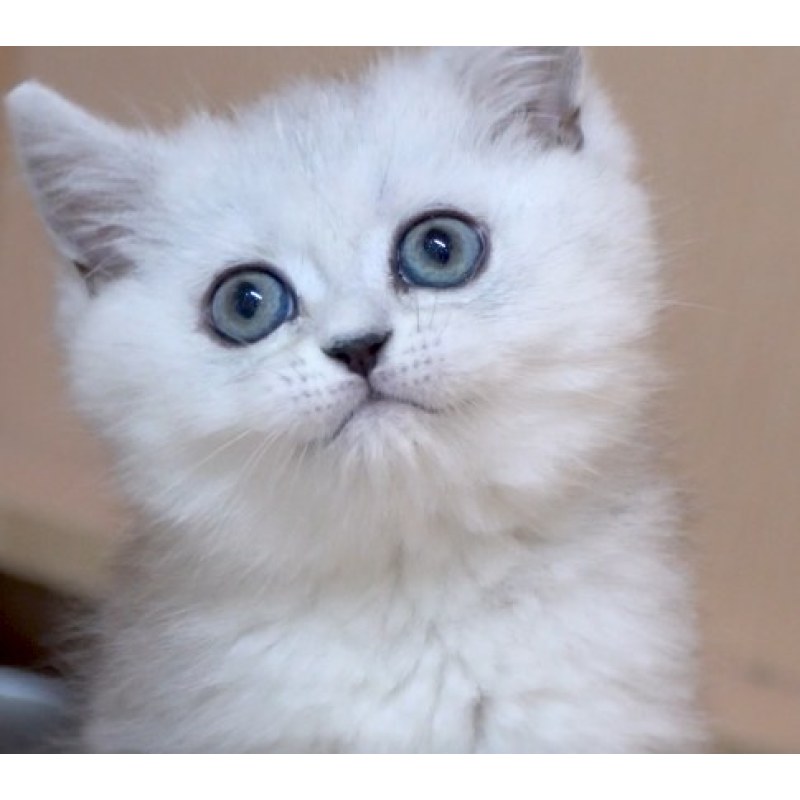 英短(渐层&乳色)/公dd/银渐层色/2019-04-02 / 公dd / 生日04.