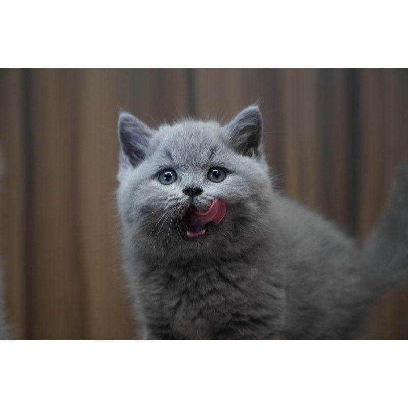 蓝猫(英短)/公dd/蓝灰色/2019-03-29 / 公dd / 生日03.