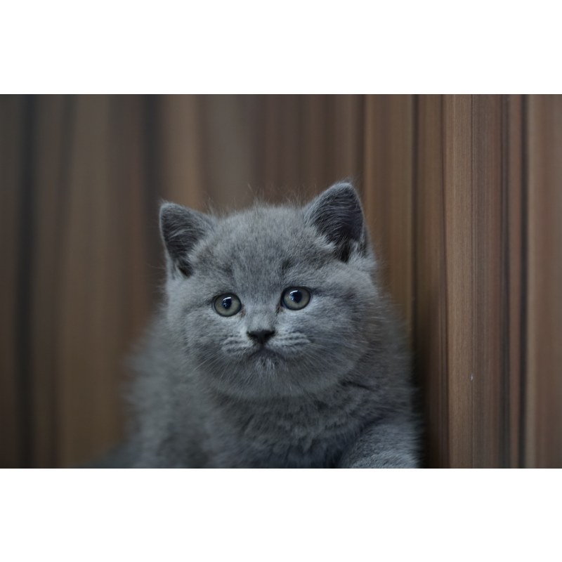 蓝猫英短公dd蓝灰色20190329公dd生日0329白羊座id10466400