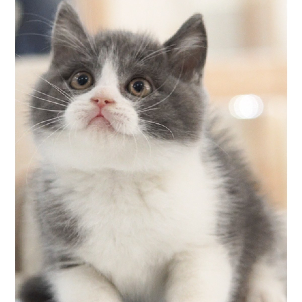 [已售] 英短蓝白猫/公dd/101天龄/10565700