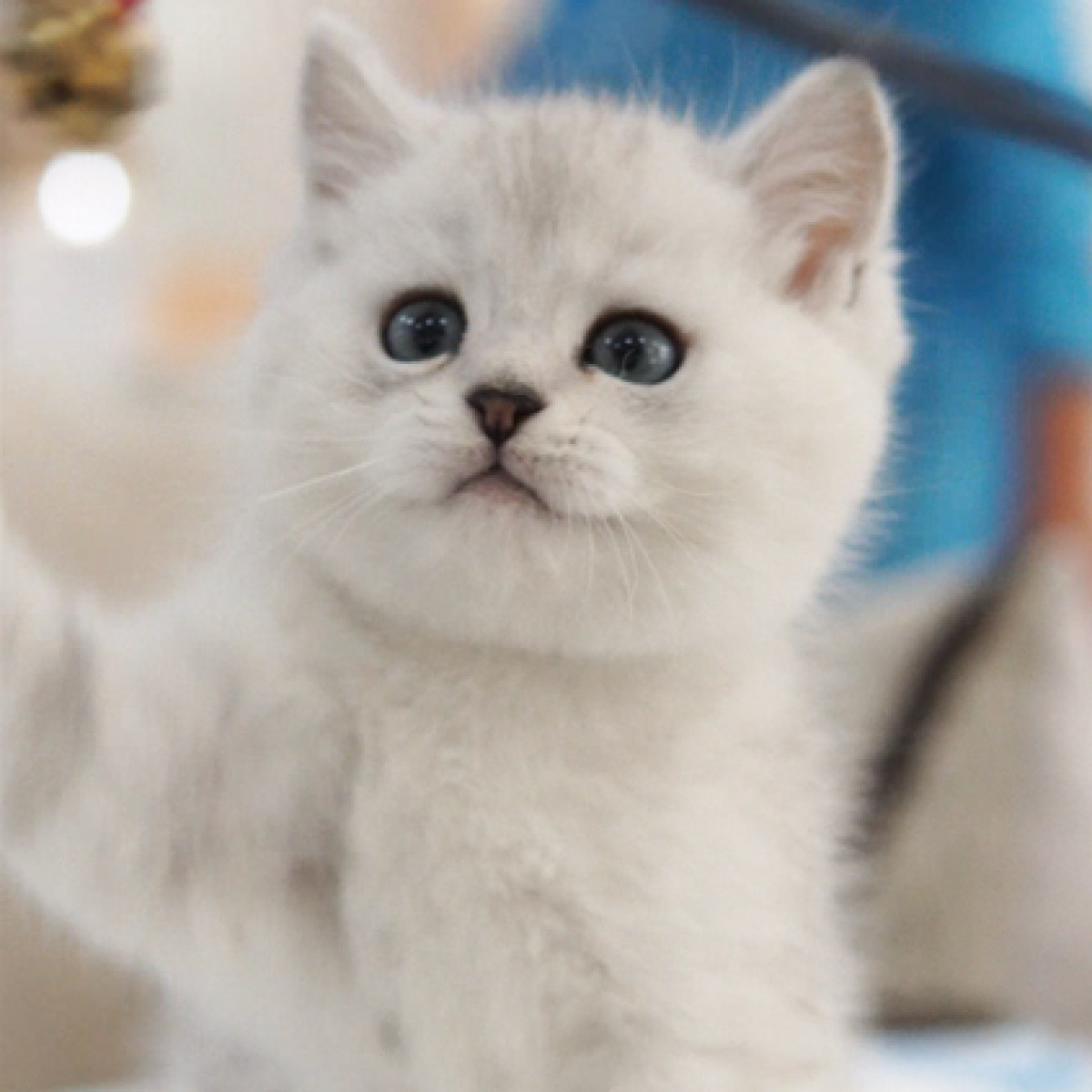 猫咪 英短银渐层/银点 id: 10566100 (手机版)亲, 欢迎来到宝贝它!