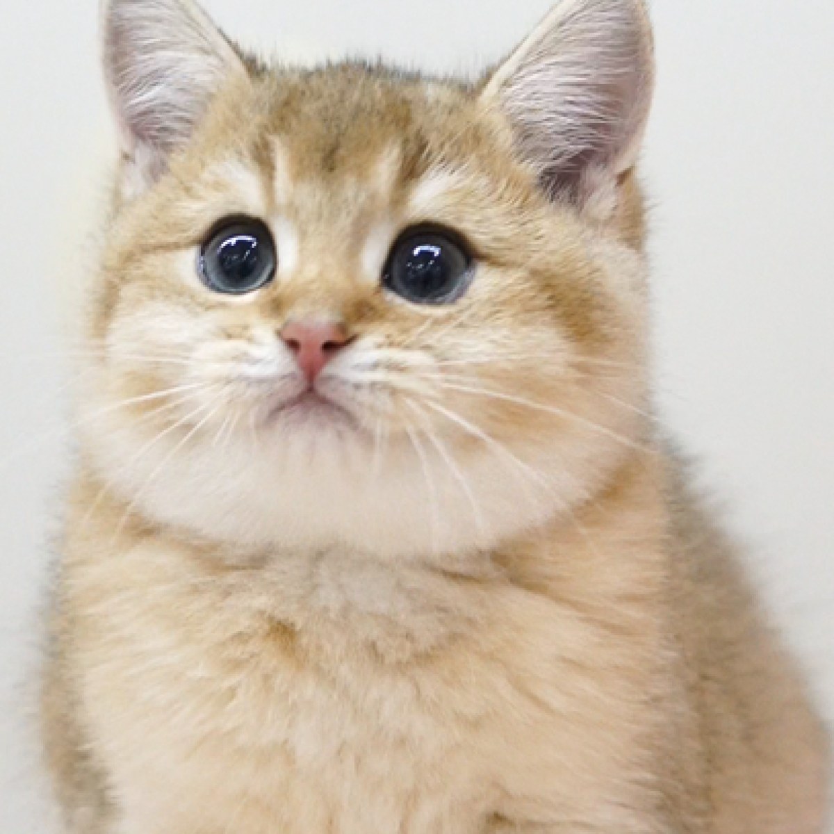 [已售] 英短金渐层/蓝金/公dd/128天龄/10569000