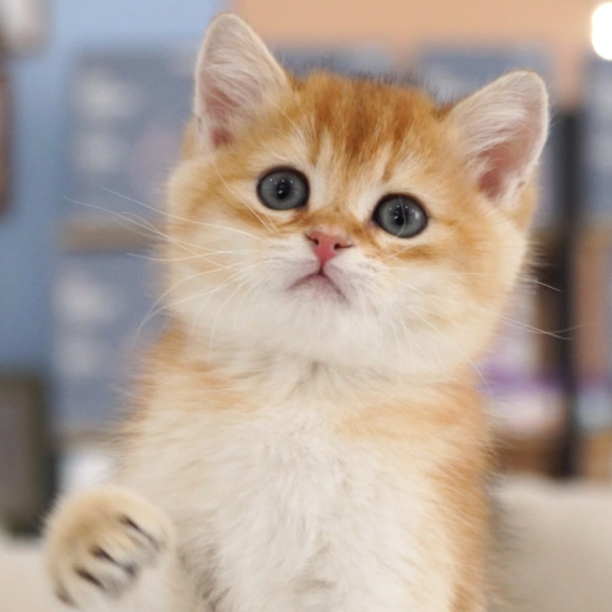 英短金渐层/蓝金 / 公dd / 生日09.04 处女座 / id:10571100