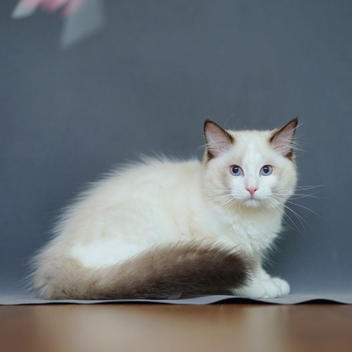 布偶猫公dd生日0809狮子座id10581100