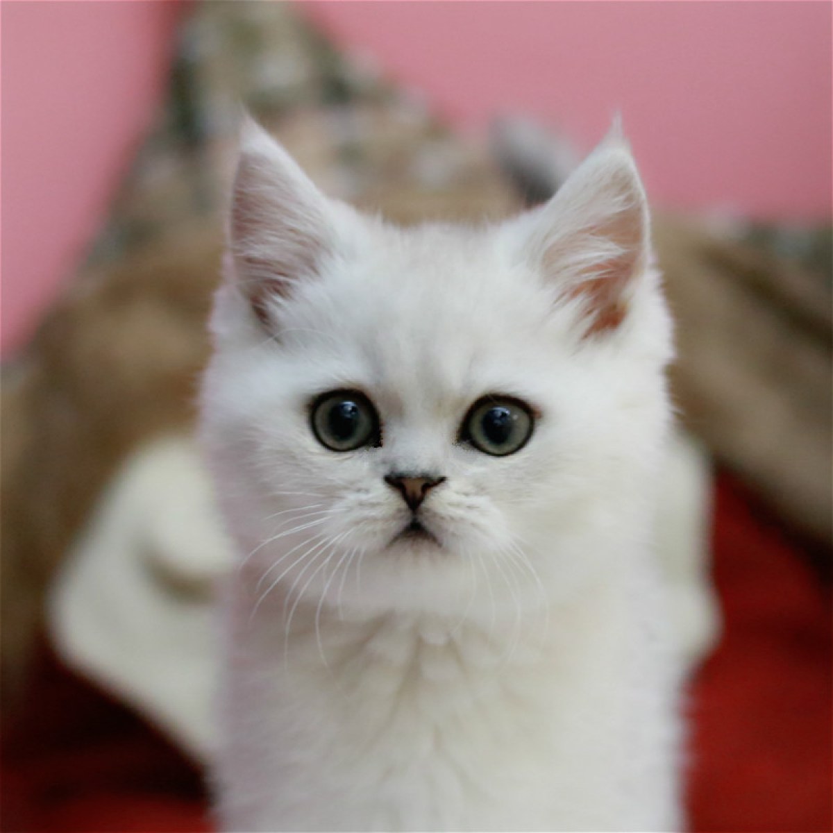 英短银渐层/银点/公dd/银渐层色/2019-10-09/[猫]妙三多(美国辉瑞.