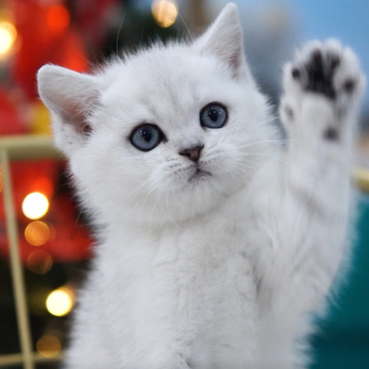 英短银渐层/银点/母mm/银渐层色/2019-10-24/[猫]妙三多(美国辉瑞.