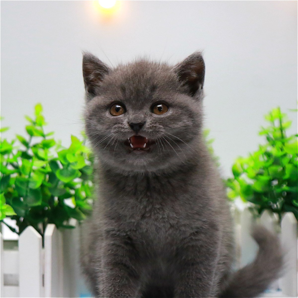 英短蓝猫/公dd/蓝灰色/2019-10-21/[猫]妙三多(美国辉瑞.