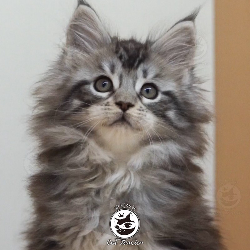 [已售] 缅因猫/母mm/742天龄/10599000