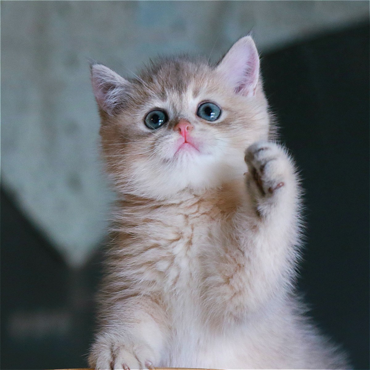 英短金渐层/蓝金/公dd/蓝金色/2019-10-28/[猫]妙三多(美国辉瑞.