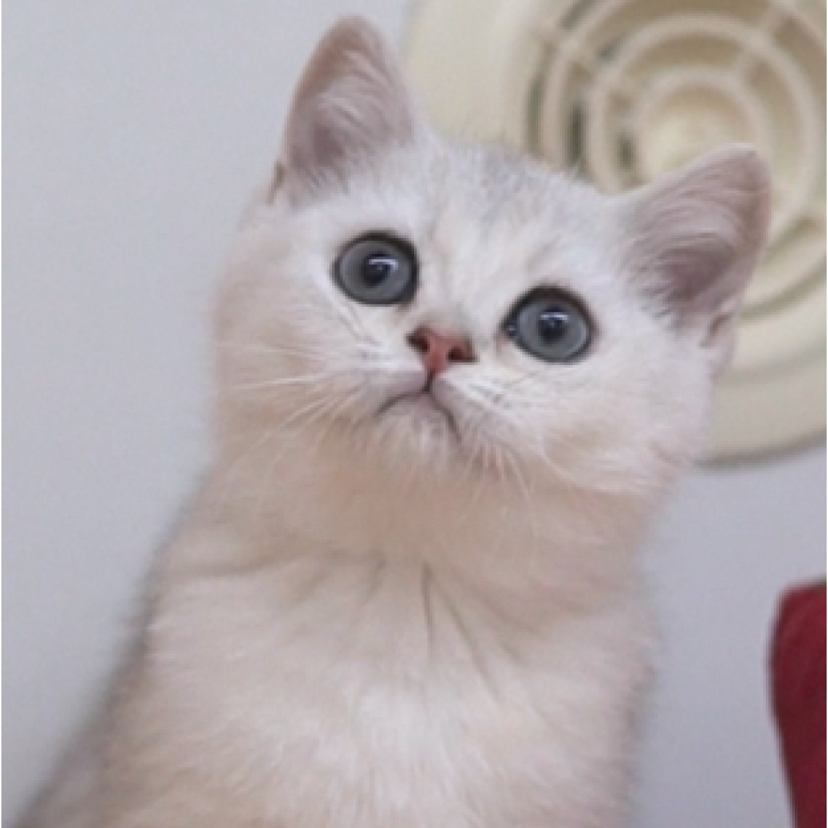 [已售] 英短银渐层/银点/母mm/90天龄/10627000