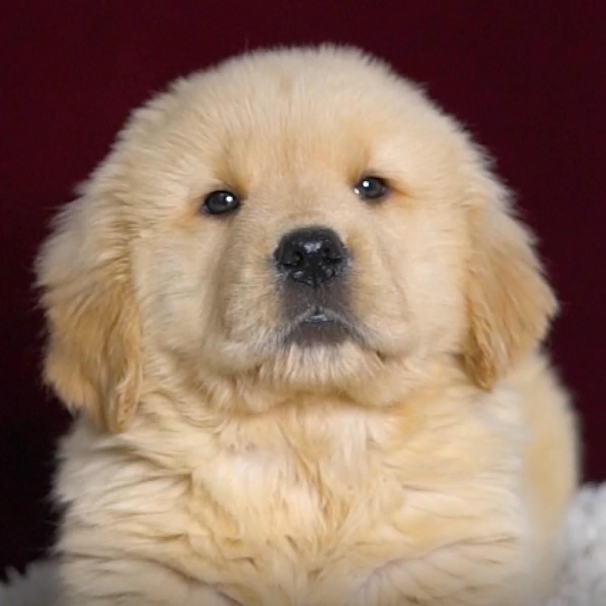 [已预订] 金毛犬/公dd/10630300