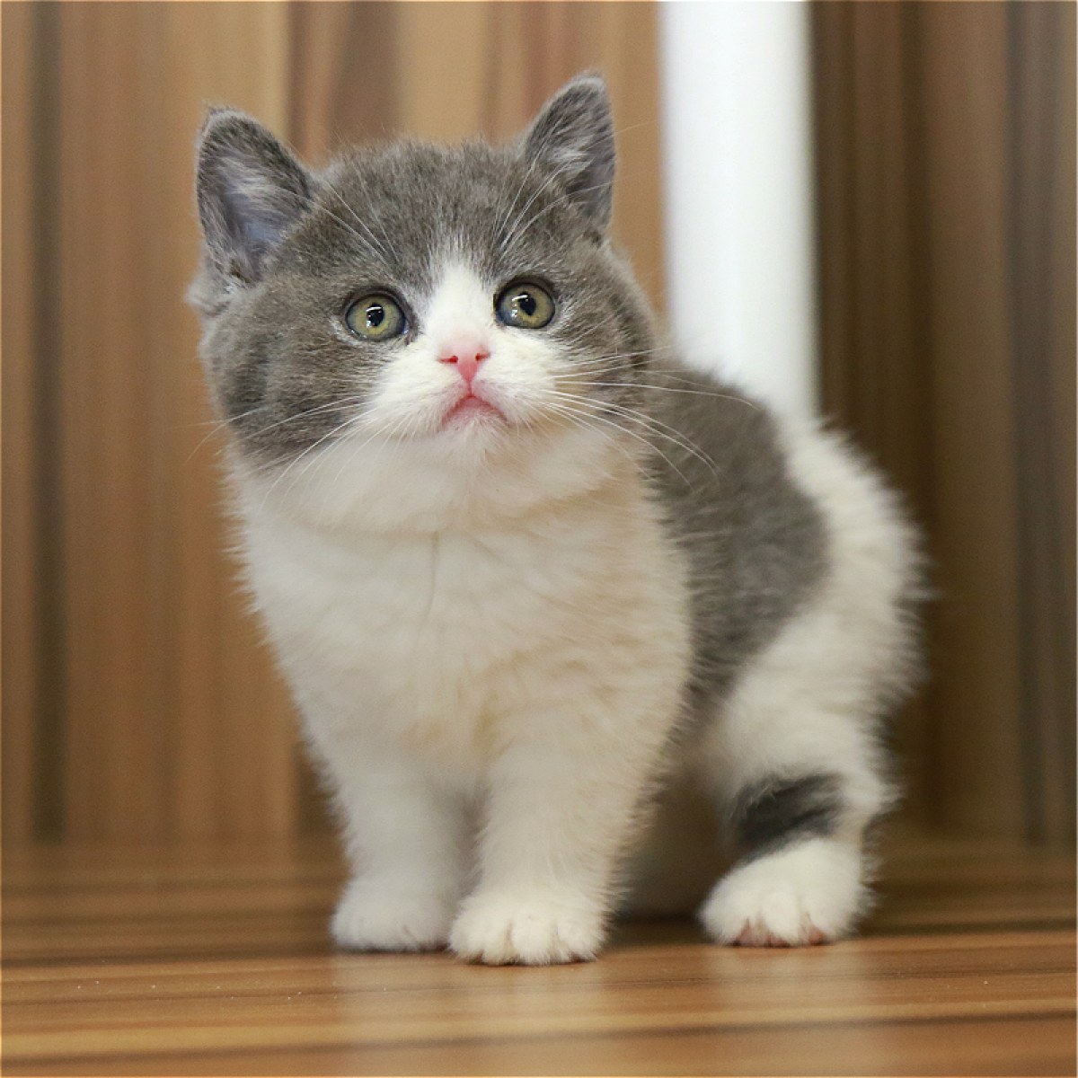 英短蓝白猫/母mm/蓝白色/2020-01-11 / 母mm / 生日01.