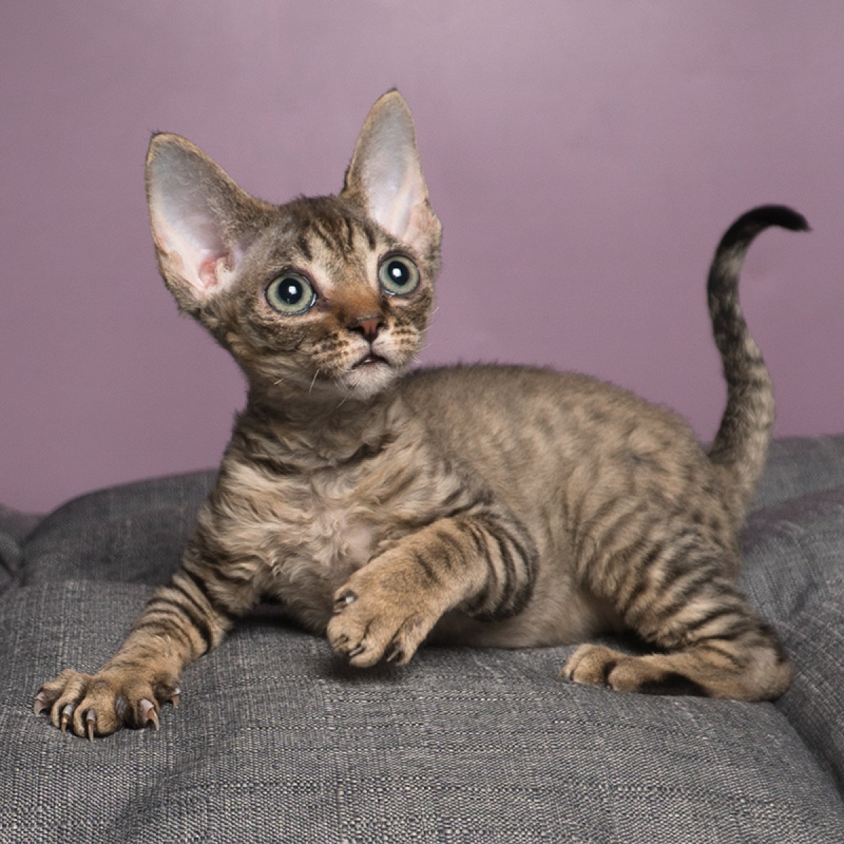 20 双鱼座 / id:10681400