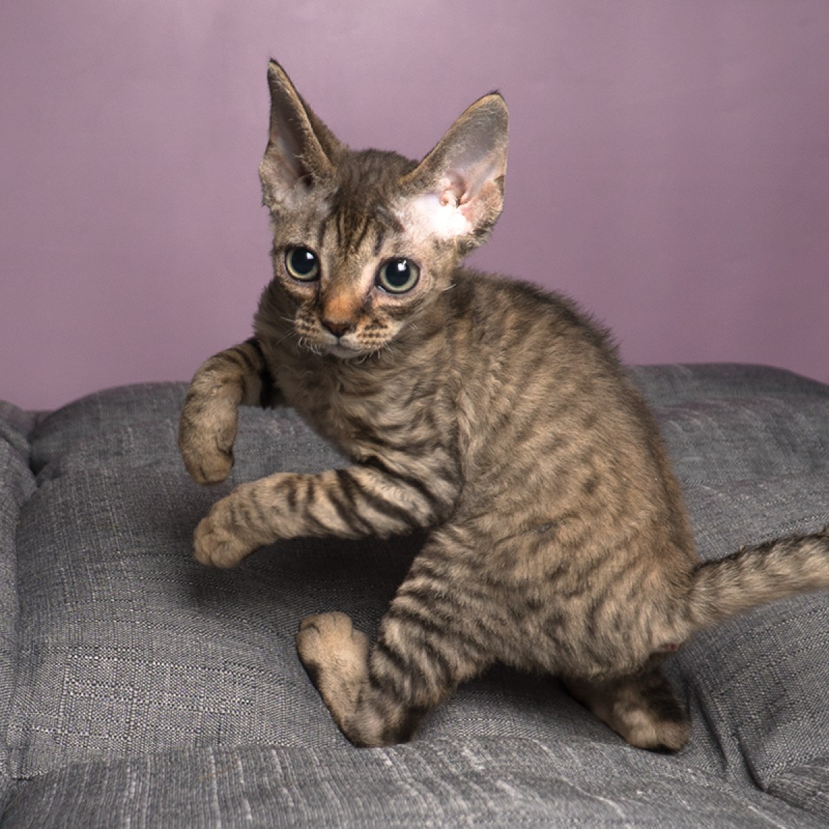 20 双鱼座 / id:10681400