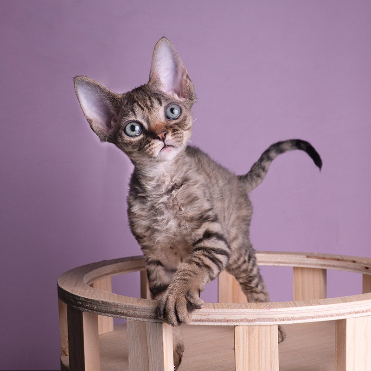 20 双鱼座 / id:10681400