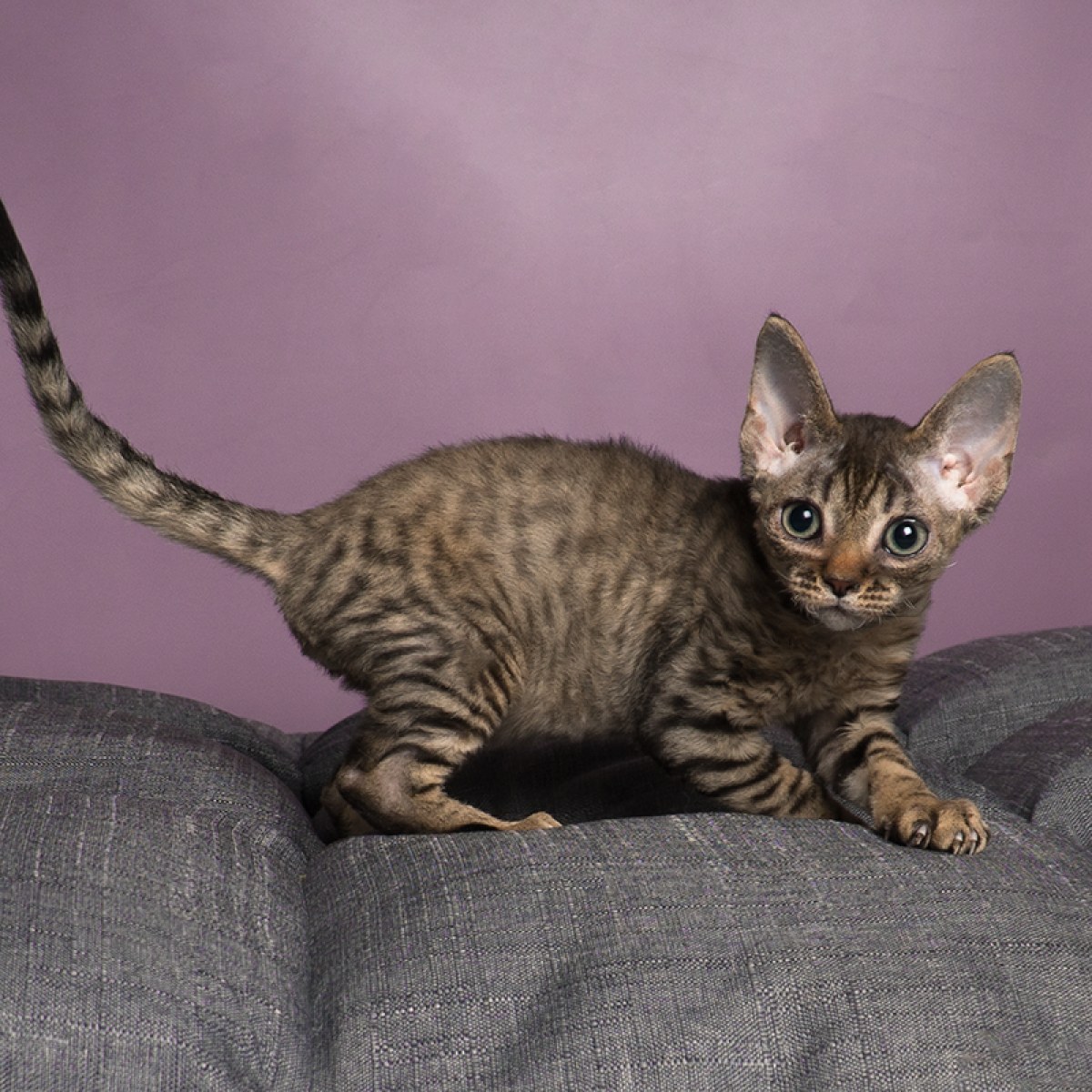 20 双鱼座 / id:10681400