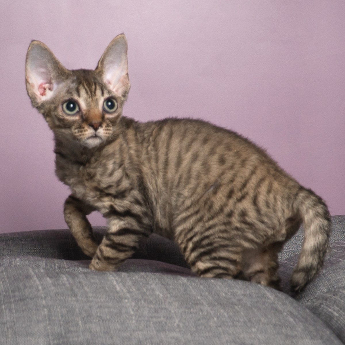 20 双鱼座 / id:10681400