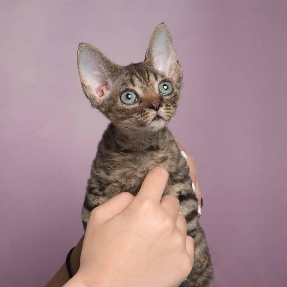 20 双鱼座 / id:10681400