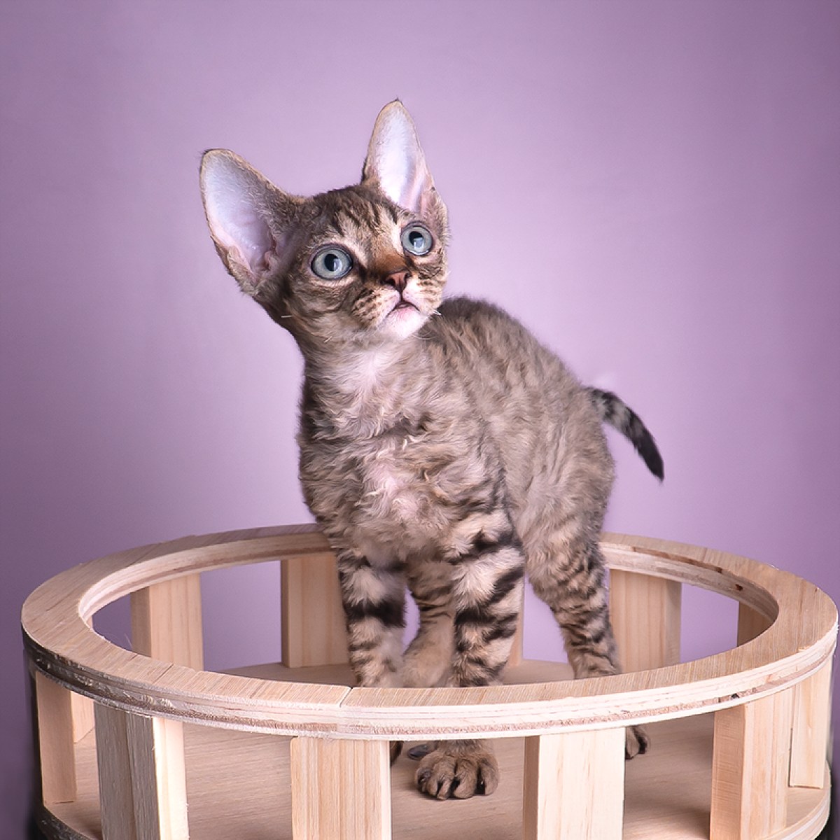 20 双鱼座 / id:10681400