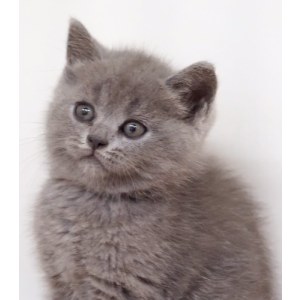  英短蓝猫 母MM英短蓝猫/母MM/蓝灰色/2021-07-12/[猫]妙三多(美国辉瑞.硕腾)