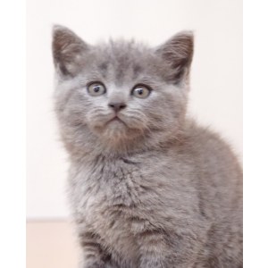  英短蓝猫 母MM英短蓝猫/母MM/蓝灰色/2021-07-12