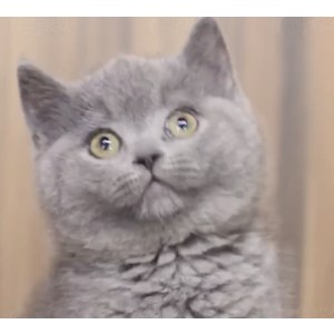  英短蓝猫 母MM英短蓝猫