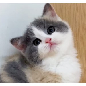  英短蓝猫 母MM英短蓝猫/母MM/三色/2021-08-31