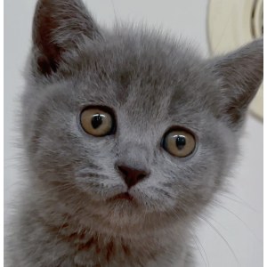  英短蓝猫 母MM英短蓝猫/母MM/2021-12-18