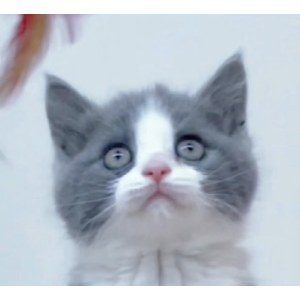  英短蓝白猫 公DD英短蓝白猫/公DD/2022-04-15/[猫]妙三多(美国辉瑞.硕腾)