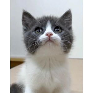  英短蓝白猫 公DD英短蓝白猫/公DD/蓝白色/2022-04-15/[猫]妙三多(美国辉瑞.硕腾)