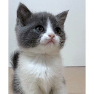  英短蓝白猫 母MM英短蓝白猫/母MM/蓝白色/2022-04-15/[猫]妙三多(美国辉瑞.硕腾)