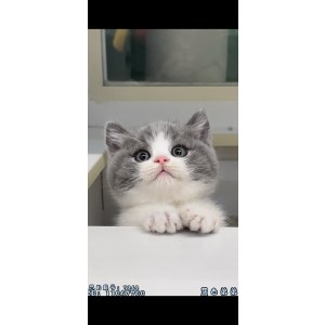  英短蓝白猫 公DD英短蓝白猫