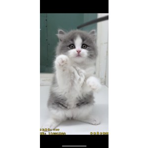  英短蓝白猫 母MM英短蓝白猫/母MM/蓝白色/2022-06-02/[猫]妙三多(美国辉瑞.硕腾)