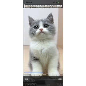  英短蓝白猫 母MM英短蓝白猫/母MM/蓝白色/
