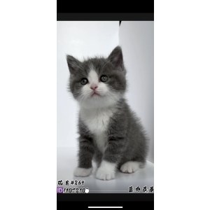  英短蓝白猫 公DD英短蓝白猫/公DD/蓝白色/2022-09-02
