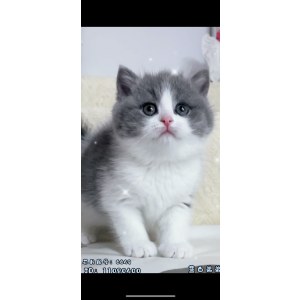  英短蓝白猫 公DD英短蓝白猫/公DD/蓝白色/2022-09-08