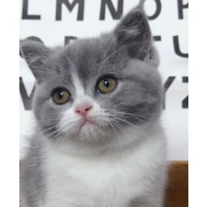  英短蓝白猫 母MM英短蓝白猫/母MM/蓝白色/2022-09-30