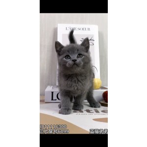  英短蓝猫 公DD英短蓝猫/公DD/蓝灰色/