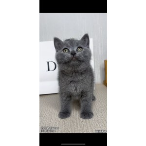  英短蓝猫 公DD英短蓝猫/公DD/蓝灰色/