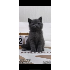  英短蓝猫 公DD英短蓝猫/公DD/蓝灰色/
