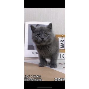  英短蓝猫 公DD英短蓝猫/公DD/蓝灰色/